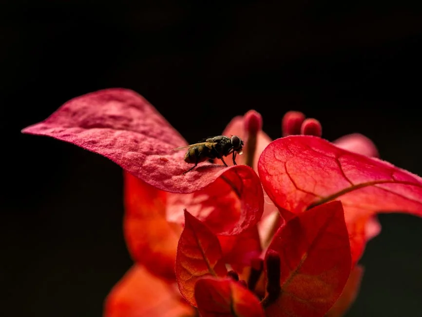 A close-up of a fly on a bright pink bougainvillea leaf, showcasing vibrant colors and macro details.